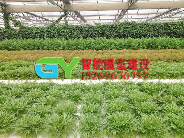 無土栽培設施